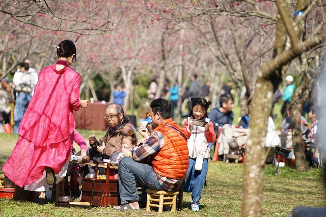 九族櫻花祭賞櫻人潮逆勢成長 花期進入第二波富士櫻盛開