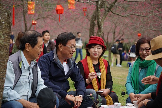 當櫻花滿開，九族櫻花茶會用在地紅茶饗四方遊客