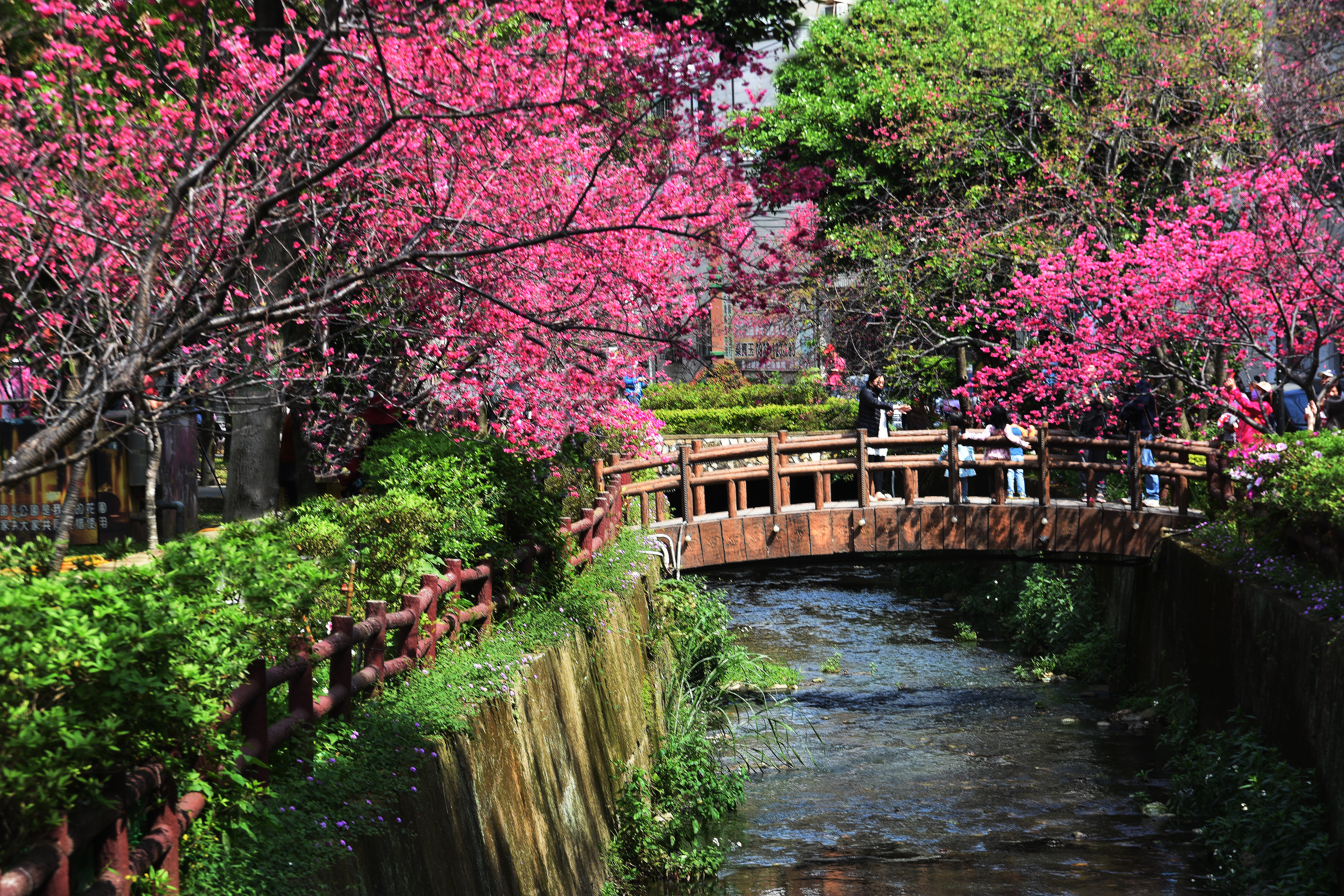 桃園市中壢莒光公園櫻花盛開