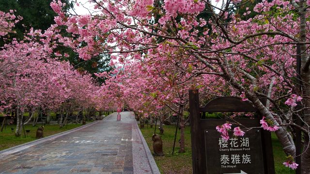 九族文化村櫻花還在開 同時可賞10萬株西班牙薰衣草超夢幻！