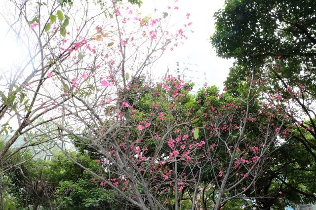 為綠色環保種福田　中國醫藥大學洪明奇校長認養育德園道櫻花樹木