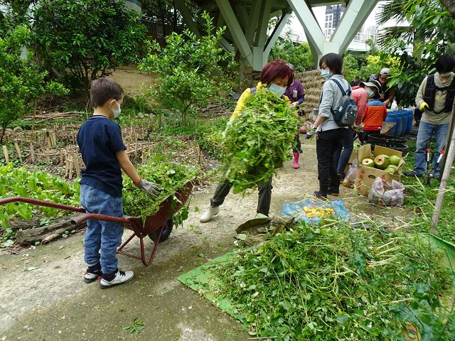 臺北客家農場「春日野草學」 不除草，讓43種野草被看見