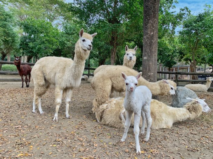 「頑皮世界野生動物園」舉辦「頑樂5月天」與動物媽媽一起過母親節