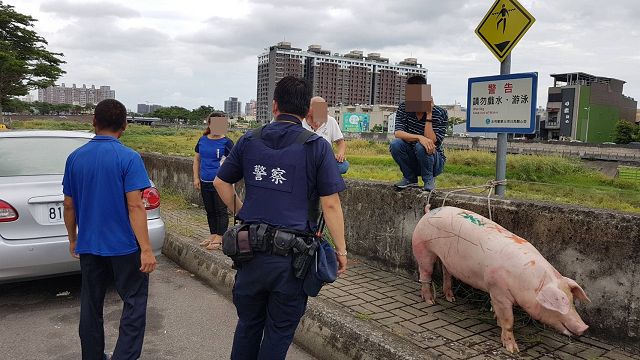 散落豬隻想回家 警幫找回「豬隊友」