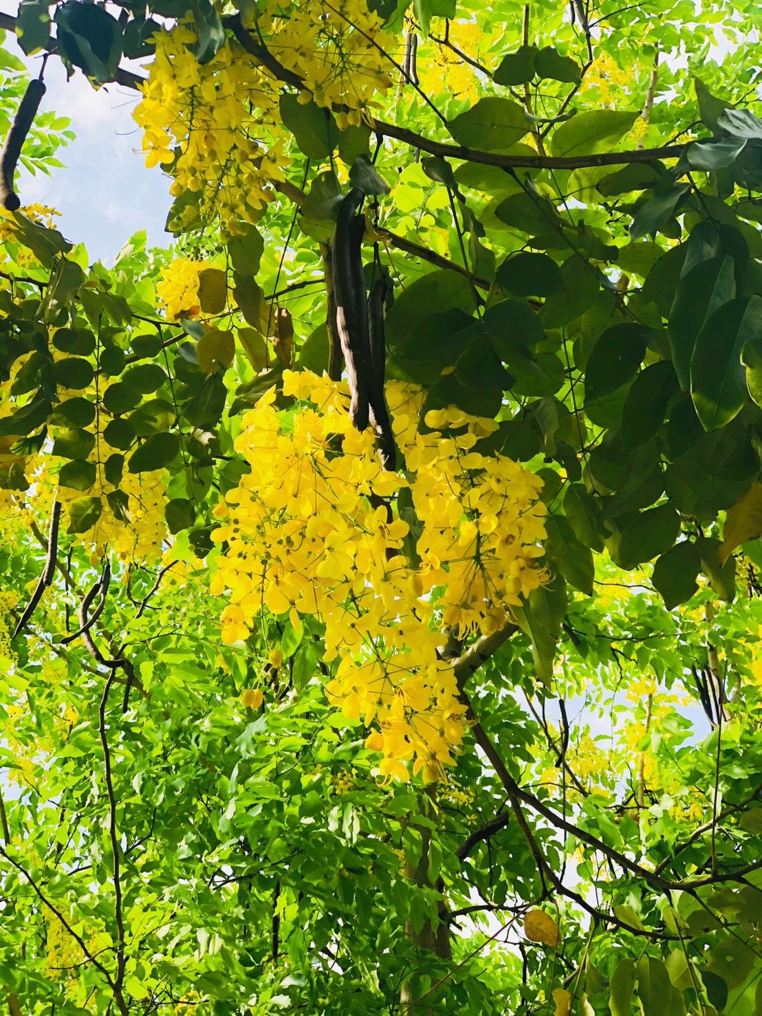 公園花現黃金雨 炎夏阿勃勒花正當時