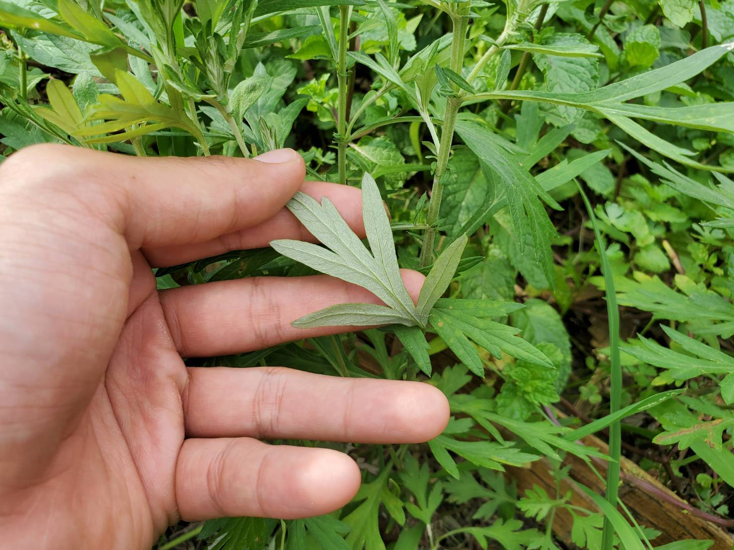 可食地景好好玩 在家自製療癒端午艾草香包