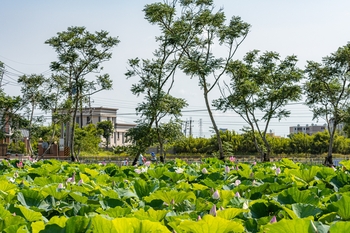 桃園蓮花季打頭陣，享受六種國際風格景點