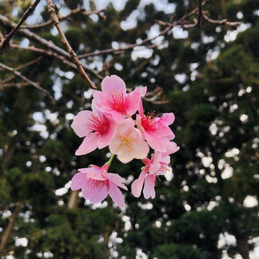 手植個人櫻花 大安森林公園贈苗教種樹