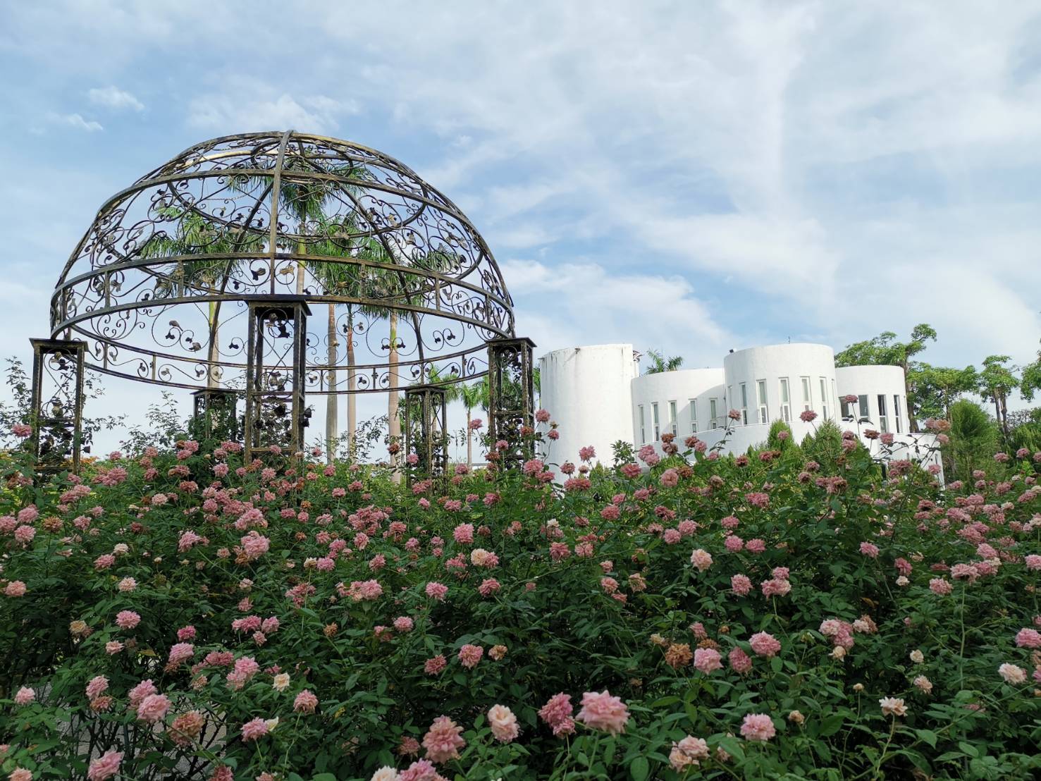 一日四景 新生公園上演夏季百花宴