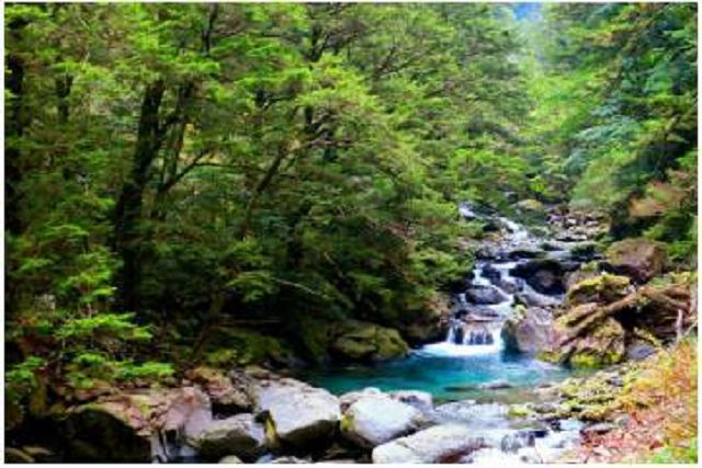 抓住暑假尾巴～炎炎夏日到山上“森”呼吸「清涼一夏」吧！