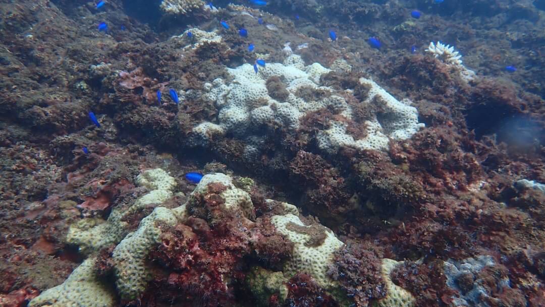 潮境海灣發現珊瑚白化危機 海科館呼籲遊客拒用防曬乳