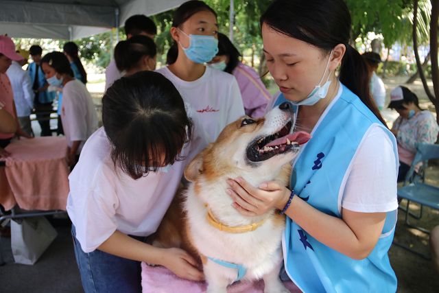 弘光科大師生到社區幫毛小孩義診美容