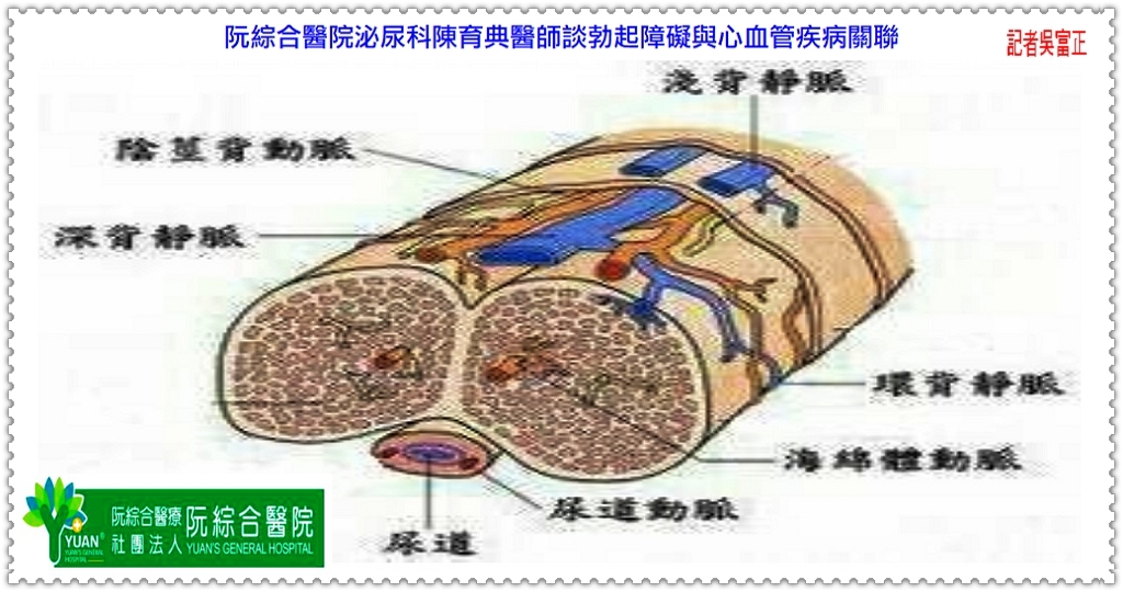 阮綜合醫院泌尿科陳育典醫師談勃起障礙與心血管疾病關聯＠民生好報