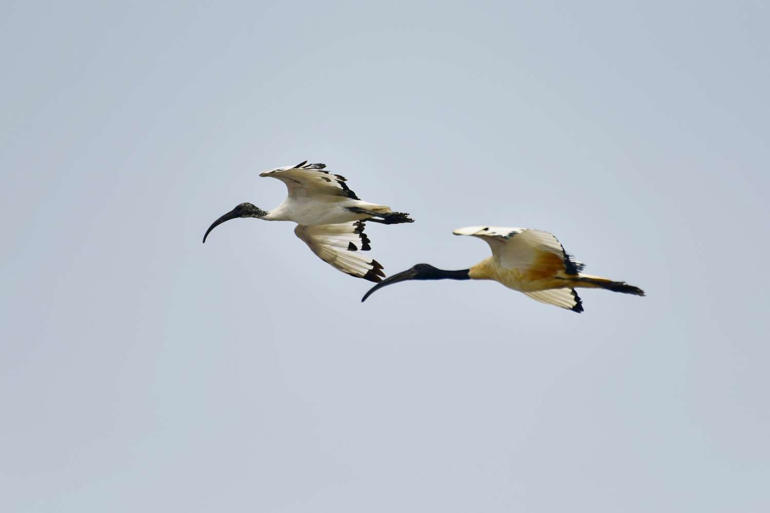 外來種「巫婆鳥」入侵海岸　竹市推移除計畫保護小白鷺生態