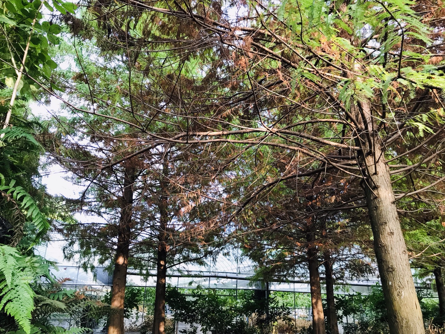 南投埔里追楓採果趣　楓樺台一落羽松秘境大公開