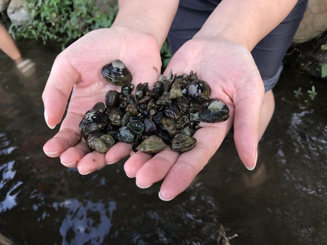 屏東海生館冬季超熱門夜宿踏水巡田行程「摸蜊阿」摸到大田蚌！