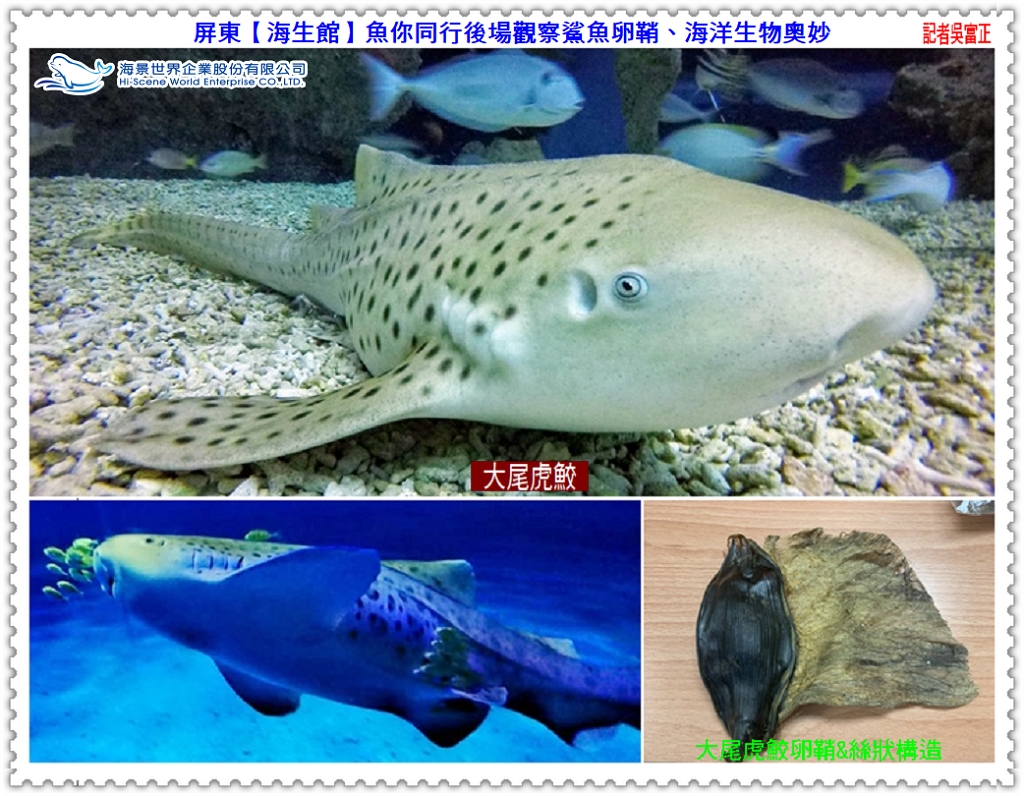 屏東【海生館】魚你同行後場觀察鯊魚卵鞘、探索海洋奧妙＠民生好報