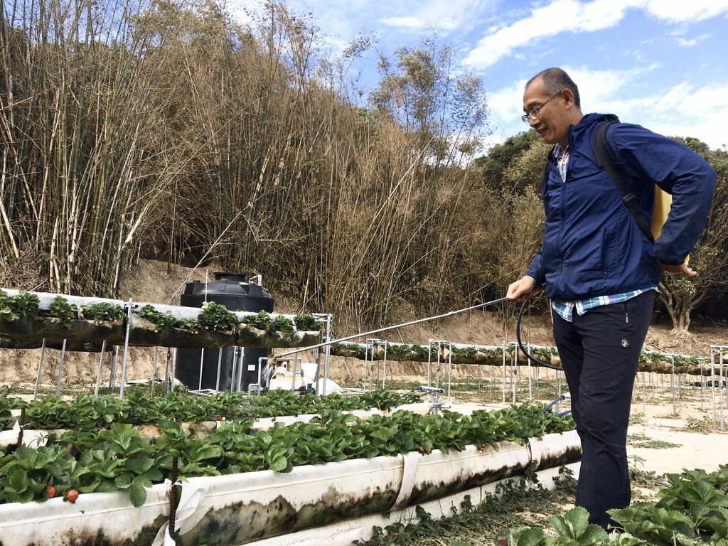 竹市香山友善耕作小農 當季草莓、帝王柑酸甜滋味佳