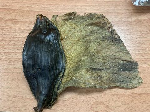 屏東海生館展缸內驚見塑膠袋！？鯊魚媽媽生產大業就靠「它」