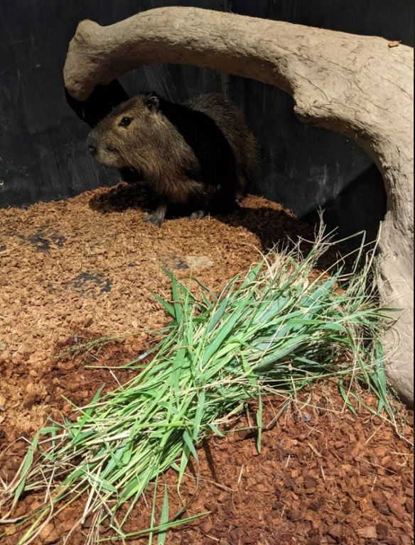 新竹動物園大家庭迎接新夥伴　呆萌水豚君亮相