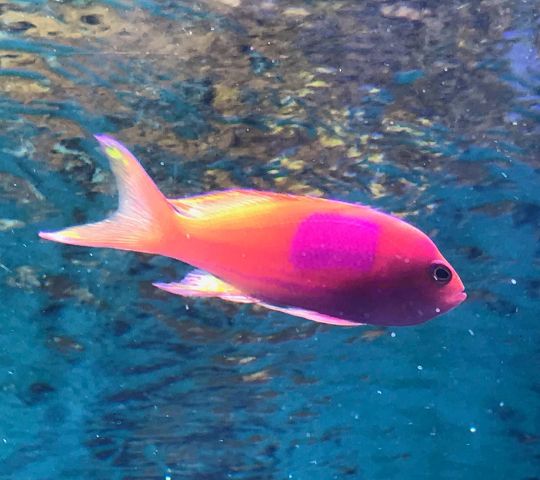 屏東海生館夢幻粉色系登場　側帶擬花鮨粉紅體色藏玄機