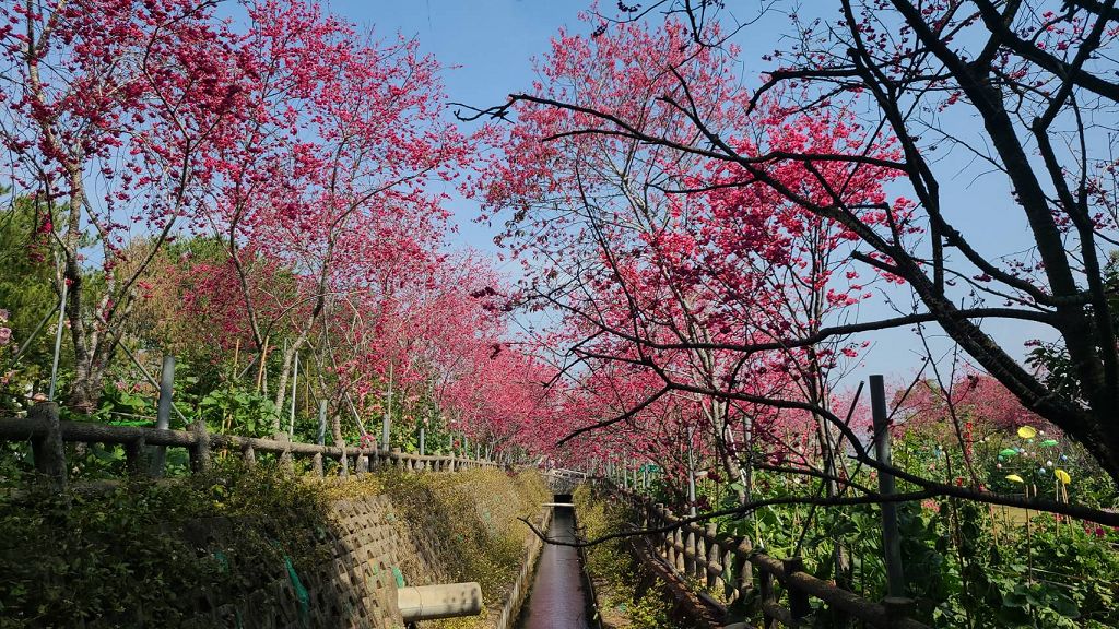 偽出國櫻花迷必去白冷圳芳澤  粉紅浪漫綻新春