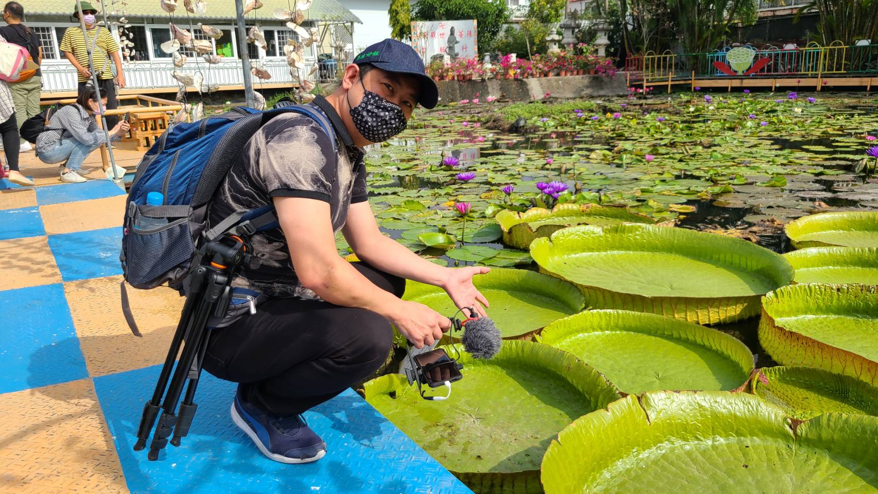 台南六甲九品香水蓮花園 賞花遊玩通通免費免門票