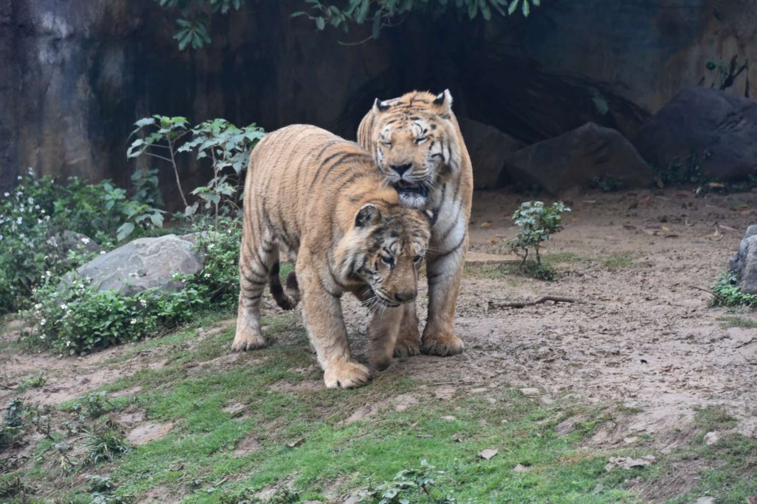 虎年吃大餐  動物園圍爐老虎吃「滿肉全席」 浣熊大啖特製雞蛋春捲  華麗蔬果船