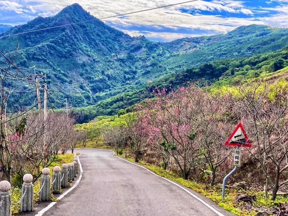 國姓九份二山櫻花季開跑 新年走春必訪熱點  新鮮好蔬果就在賞櫻市集