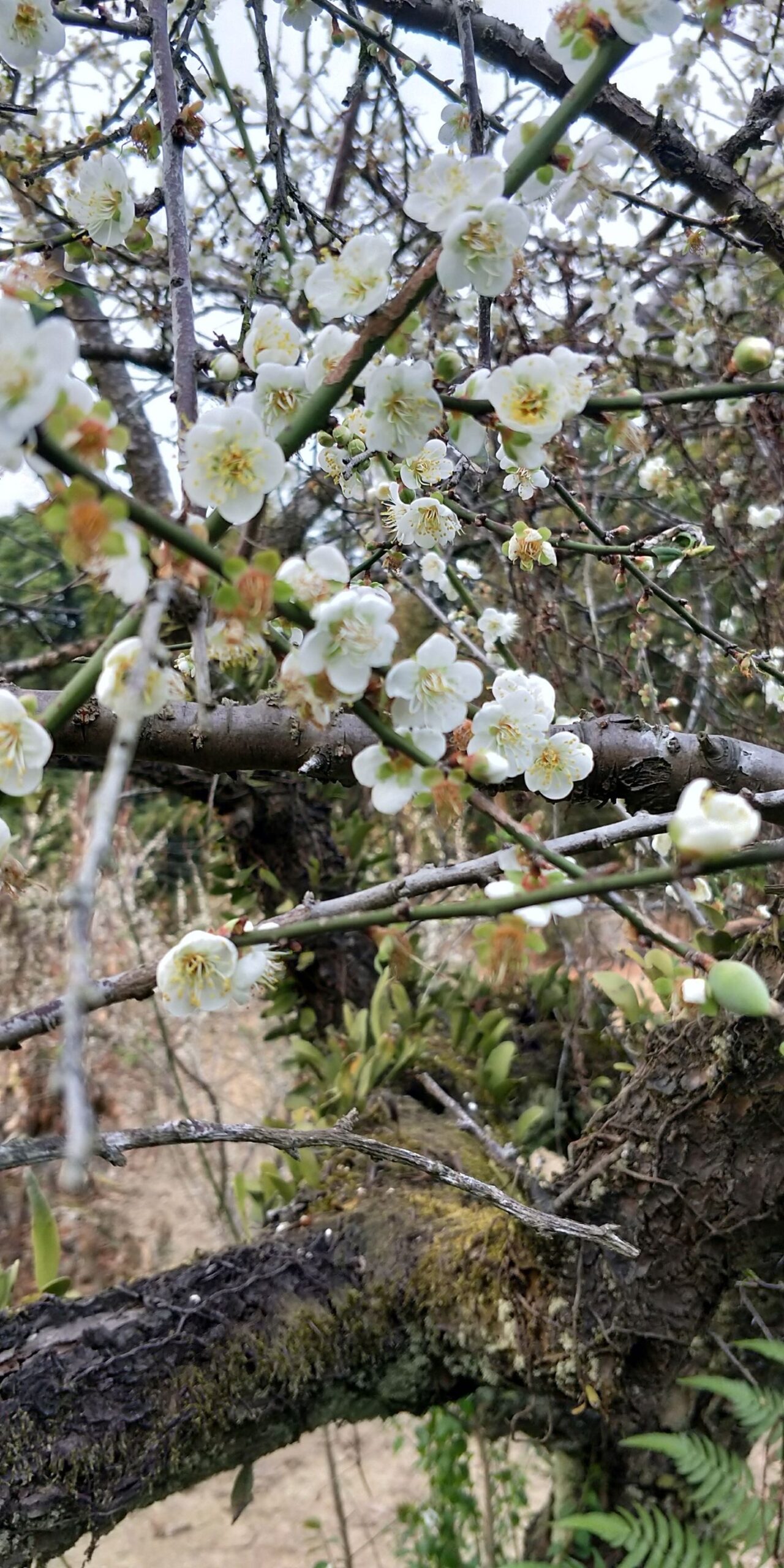 黃偉哲推薦春節遊樂好去處   臺南楠西梅嶺