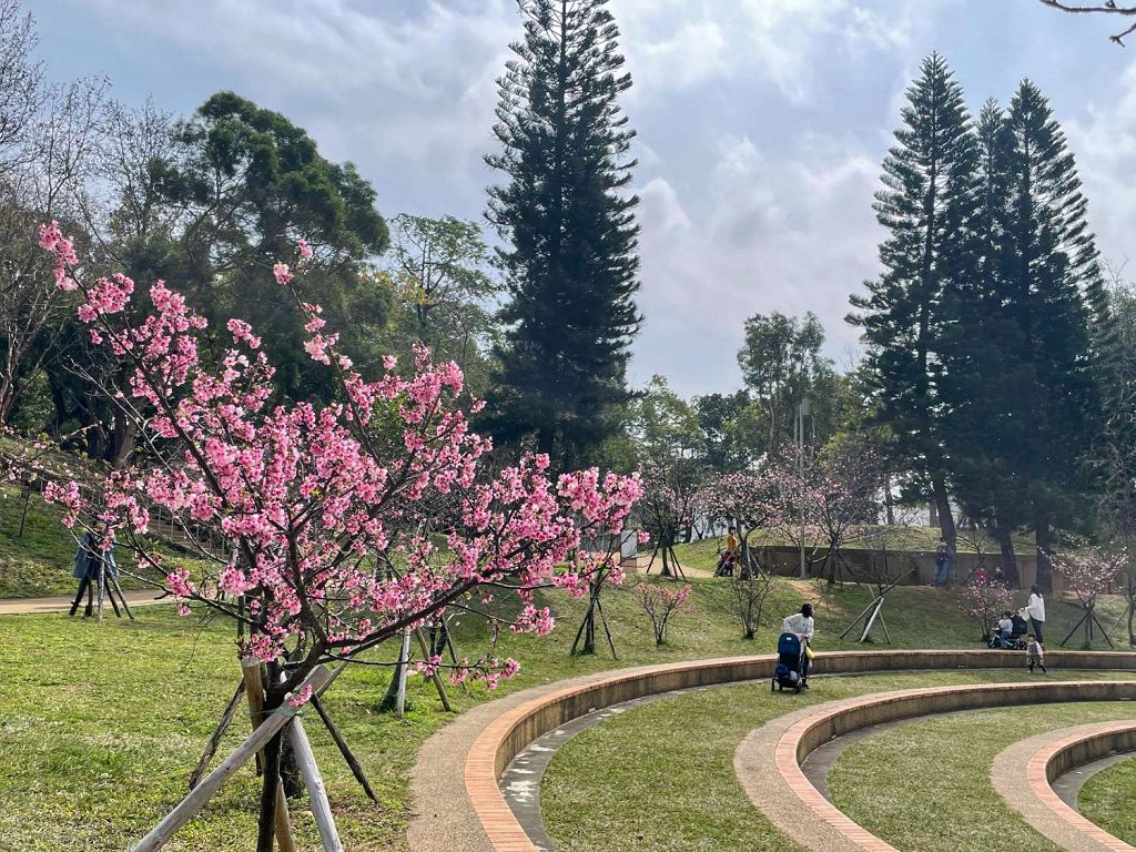 新竹公園賞櫻一日遊  新竹火車站步行10分鐘就見櫻花林！