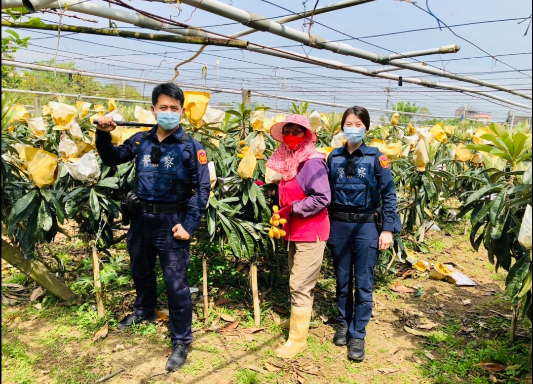 台中新社區枇杷季 東勢警護農專案守護農民心血