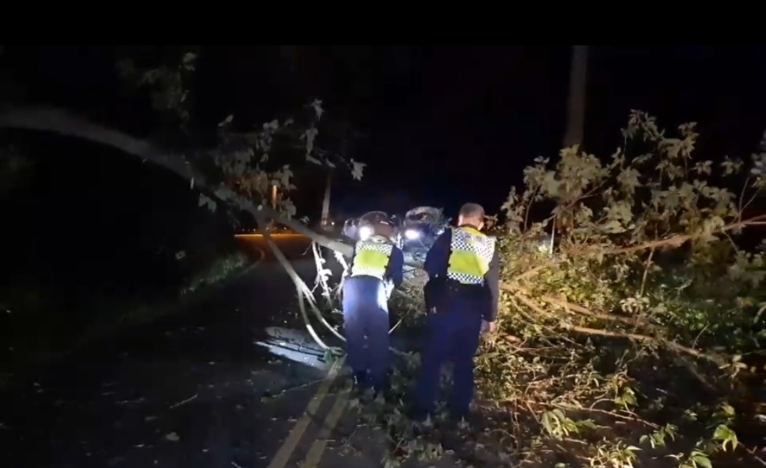 深夜路樹傾倒橫跨路中擋車 員警合力鋸樹排除