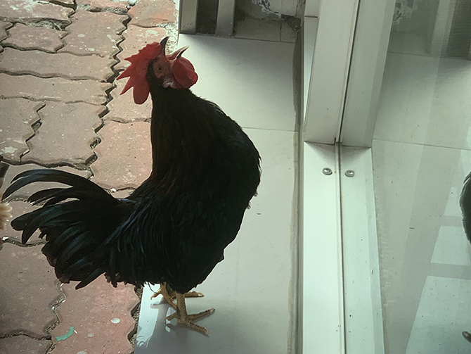 GAO GOLA百態梗藝術 《養雞蹦蹦跳 城市雞難為》part4 好雞不啼 好漢裝死 GAO GOLA百態梗藝術 《養雞蹦蹦跳 城市雞難為》part4 好雞不啼 好漢裝死