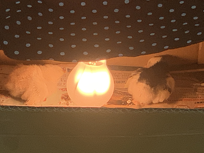 GAO GOLA百態梗藝術 《養雞蹦蹦跳 城市雞難為 》part 1 城市雞仔 瑜珈出世 GAO GOLA百態梗藝術 《養雞蹦蹦跳 城市雞難為 》part 1 城市雞仔 瑜珈出世