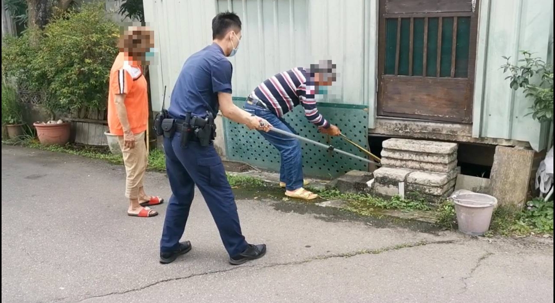 家門前有蛇至派出所報案 警民合作抓黑眉錦蛇 家門前有蛇至派出所報案 警民合作抓黑眉錦蛇