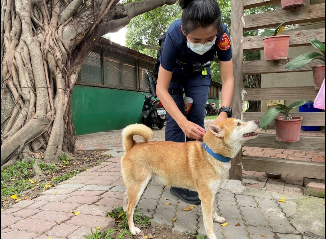 「熱情柴」愛交朋友不回家 大方吃飽喝足警助返家