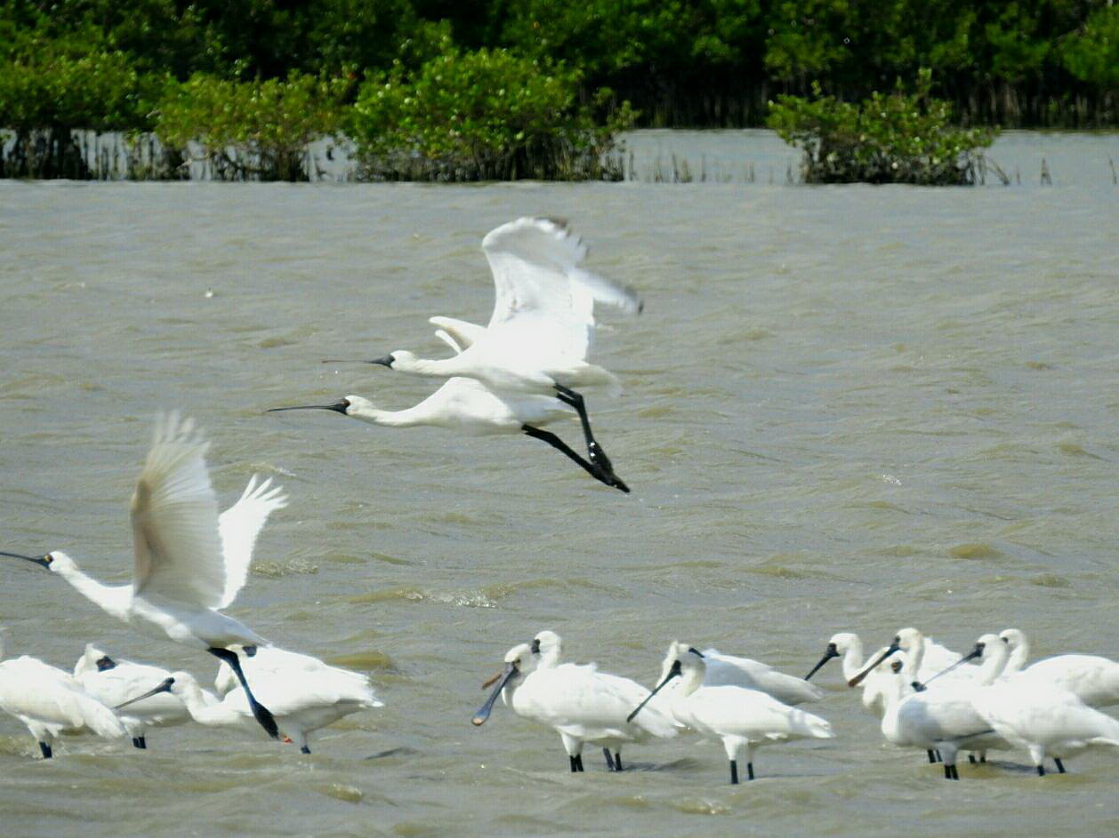 2021黑面琵鷺保育季敲定10月24日登場 遊台南七股賞黑琵、吃海鮮 慢活一生 2021黑面琵鷺保育季敲定10月24日登場 遊台南七股賞黑琵、吃海鮮 慢活一生