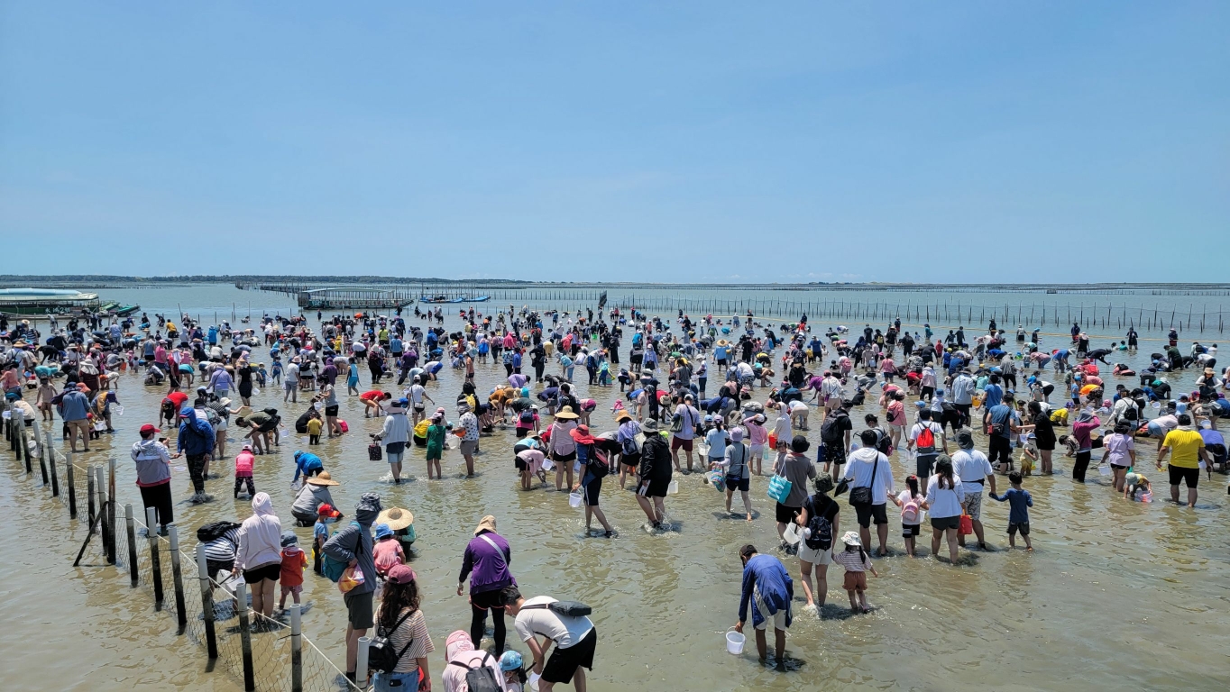 台南七股海鮮節開幕3500人挖文蛤樂翻天  親子濱海FUN暑假