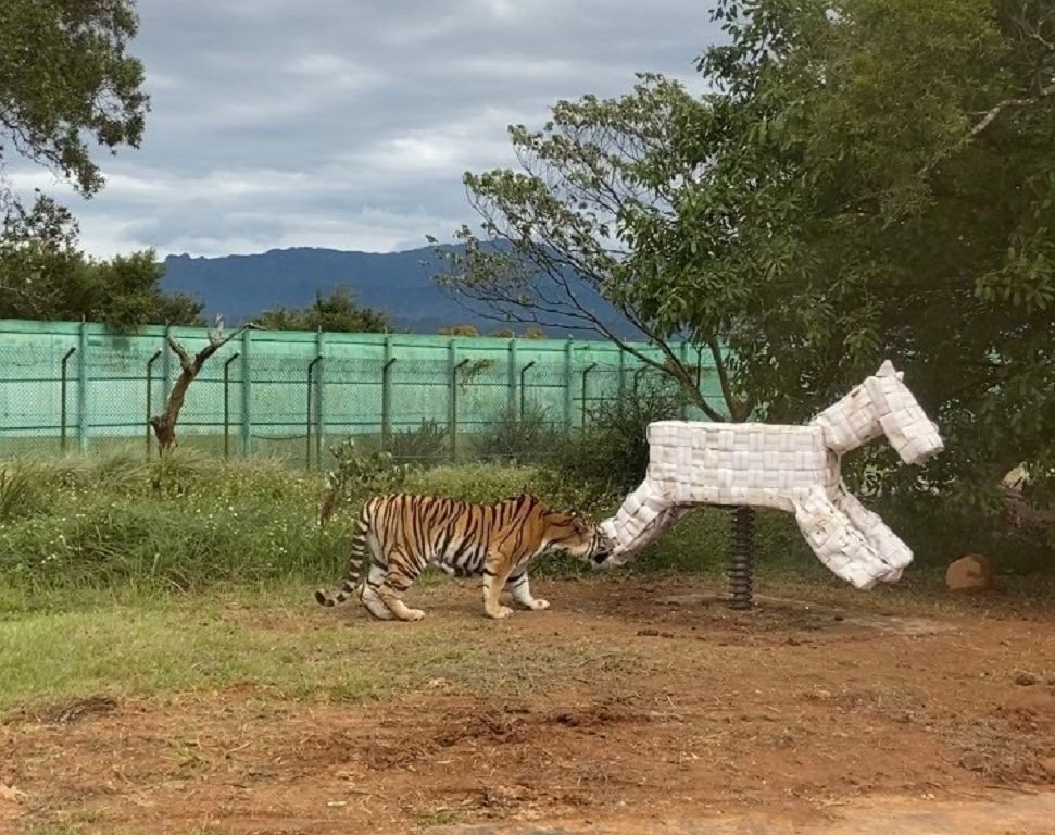 六福村小小獸醫為老虎看診  深入動物醫院繁育中心 體驗野生動物日常