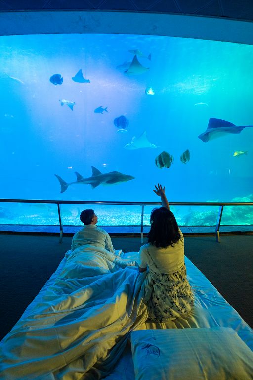 屏東海生館七夕盛夏浪漫之旅　潛入夢幻湛藍世界