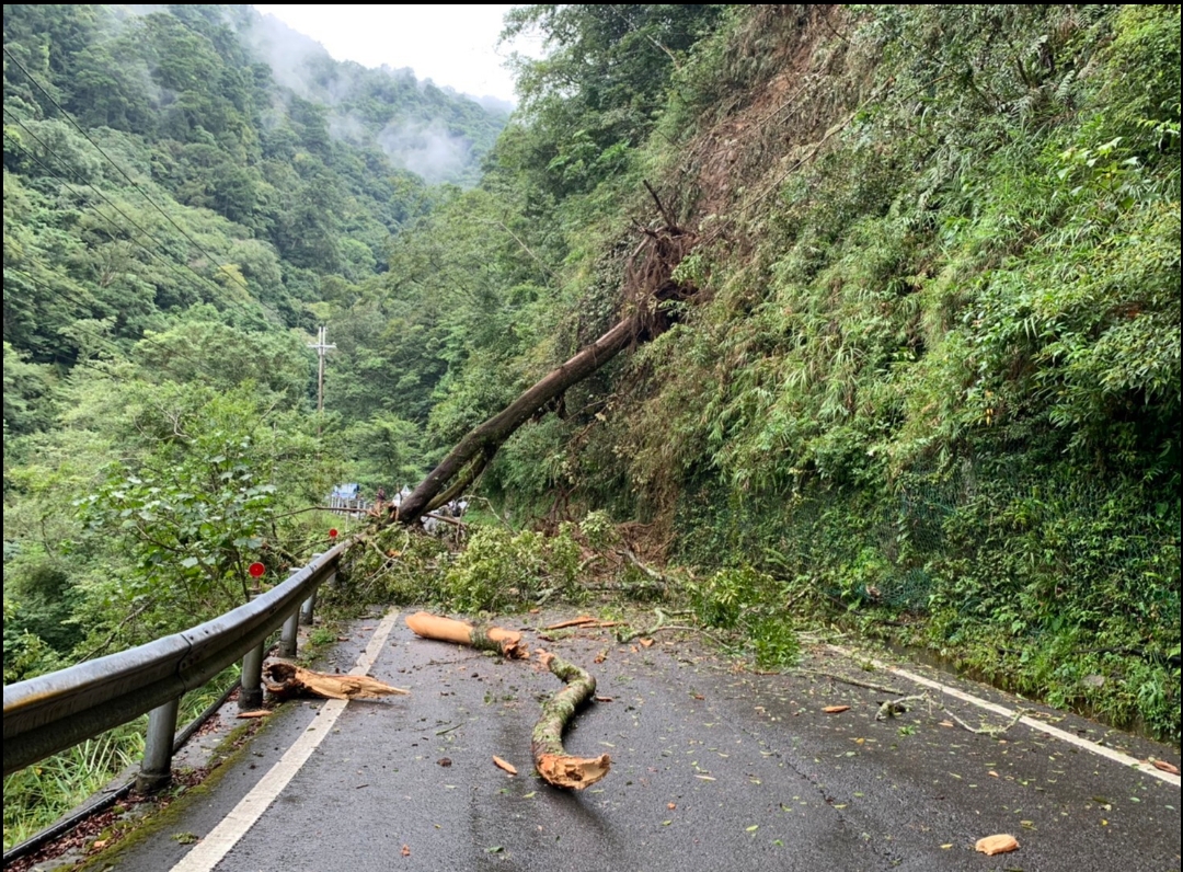 中橫公路69.3K樹倒 德基警緊急交管維護安全