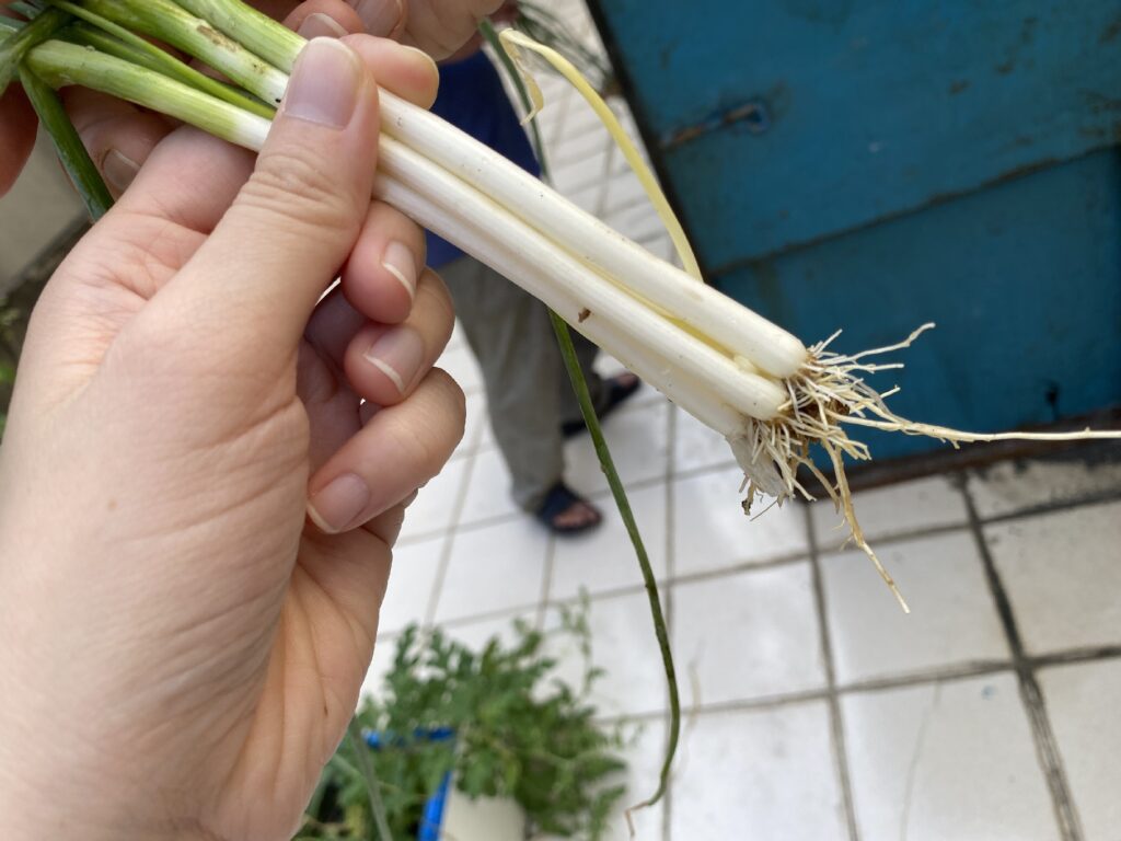 青蔥為常見的食材，全株或切下的根部都能夠用來種植(圖片來源:新北市政府綠美化環境景觀處)