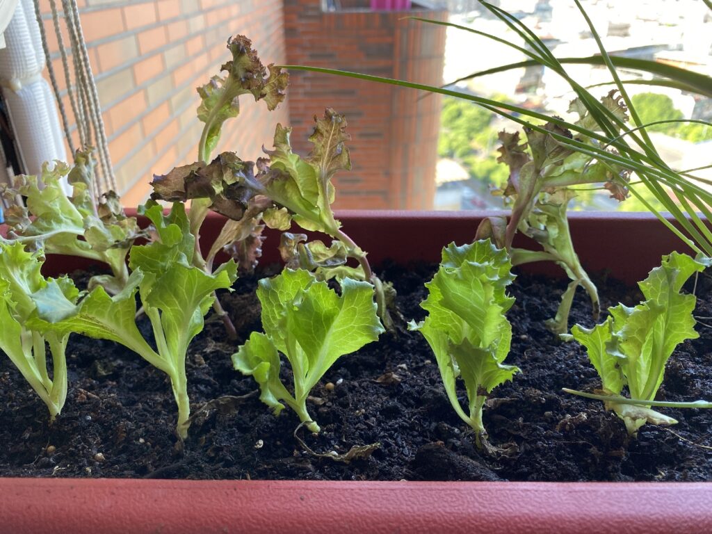 利用陽台空間還能種植包肉用的生菜常客-萵苣，甚至可以選種少見的紅葉萵苣(圖片來源:新北市政府綠美化環境景觀處)