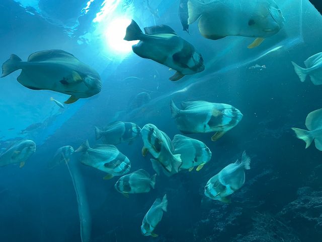 屏東海生館喜迎館魚寶寶　開放民眾報名參觀