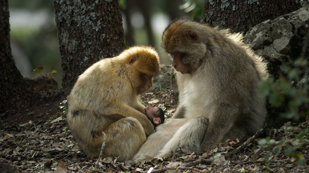 引領觀眾揭露六大動物　王朝生存秘辛