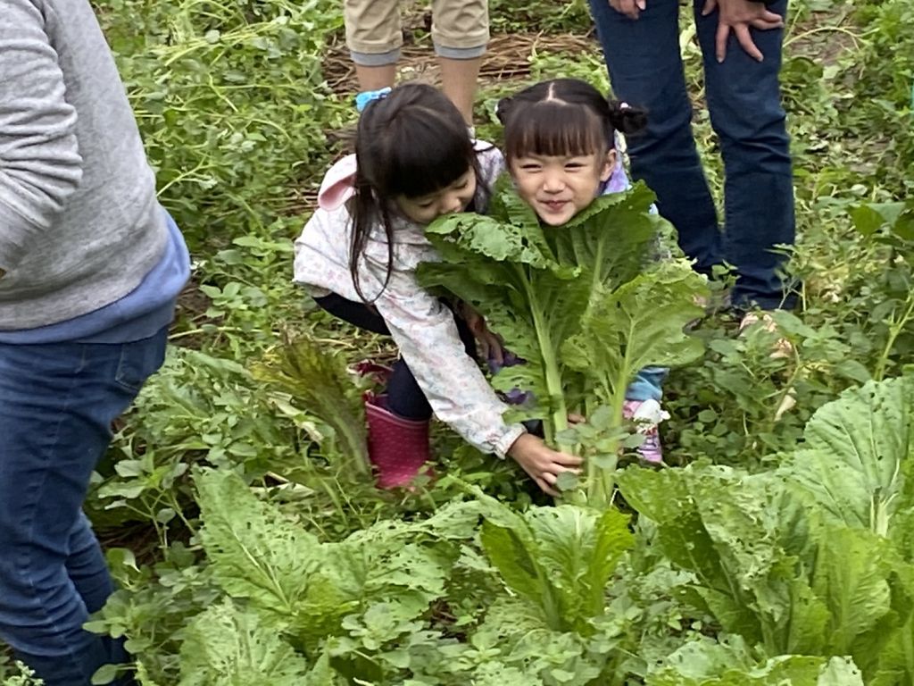 客家公園芥菜採收慶豐收　寒冬串聯 齊心協力綠生活