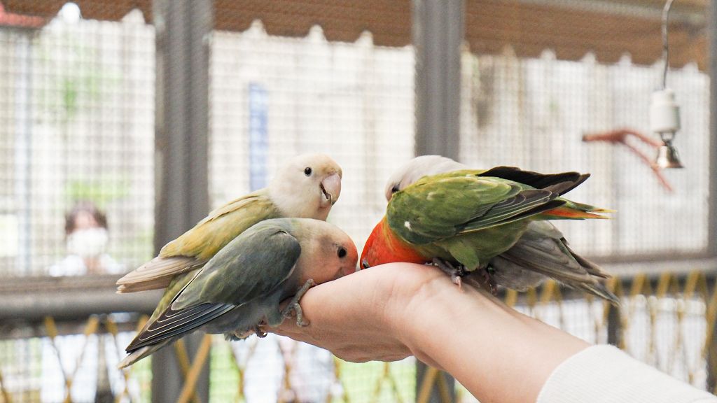 鳳凰谷鳥園生態園區40週年　12/18當日可免費入園