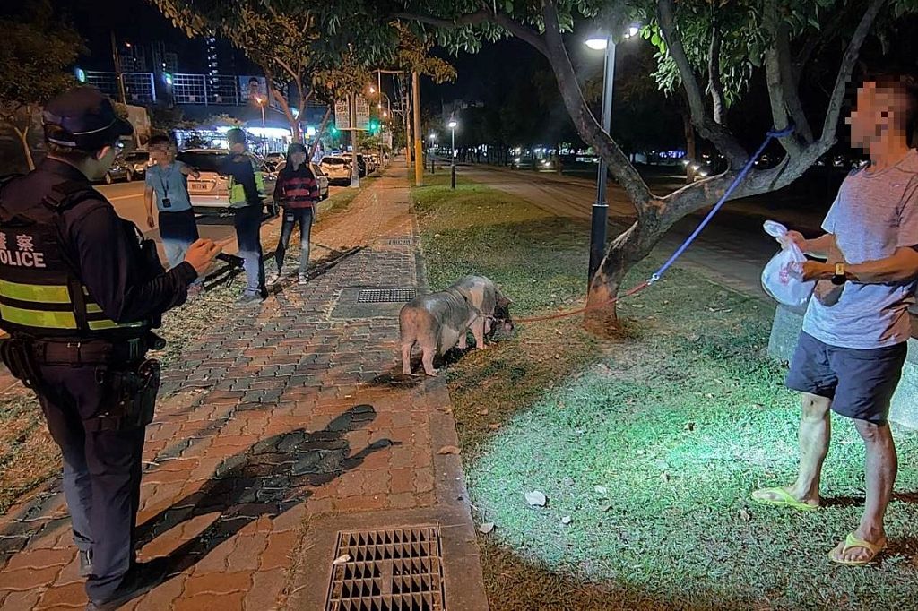 寵物差點淪為宵夜　警驅野狗化身護衛