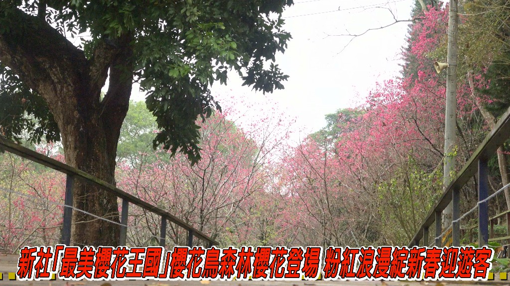 新社「最美櫻花王國」櫻花鳥森林櫻花登場 粉紅浪漫綻新春迎遊客